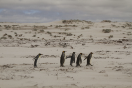 AjíMolido Films — 