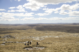 AjíMolido Films — 